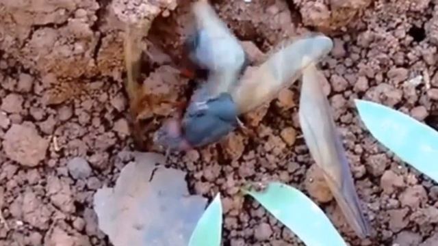 Муравьиная матка Atta Муравьи-листорезы смотреть онлайн