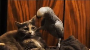 смешная озвучка Кота и попугая