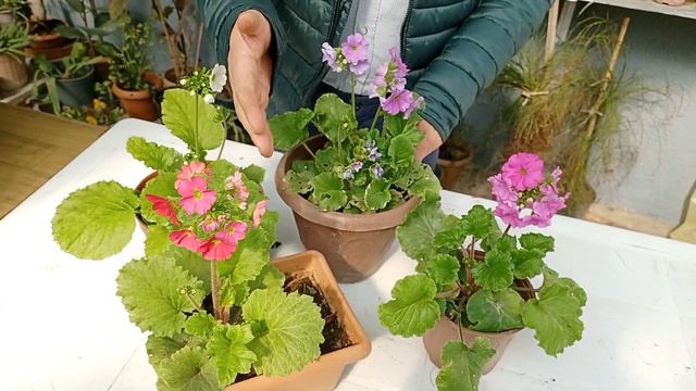 Onbir ay (primula) çiçeği sürpriz yaptı![Eleven months of primula flower surprised.] смотреть онлайн