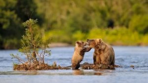 География 6 класс (Алексеев) Параграф 32 «Реки - артерии земли» (2) аудио