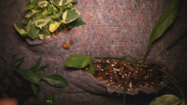 พาชมไม้ตอนกลางคืน สวนข้างบ้านฉัน ep 106 смотреть онлайн