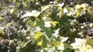 Ежемалина, Ежевика, Желтая Малина Мы в гостях у друзей