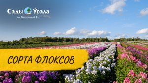 Флоксы - сорта. Как и чем  подкормить для лучшего цветения. Телепередача Земля Уральская. Архив 2011