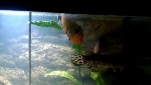 Аквариум 1000 литров