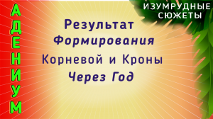 Адениум с шагающим каудексом. . Формирование Корневой И Кроны Адениума. Результат Через Год.