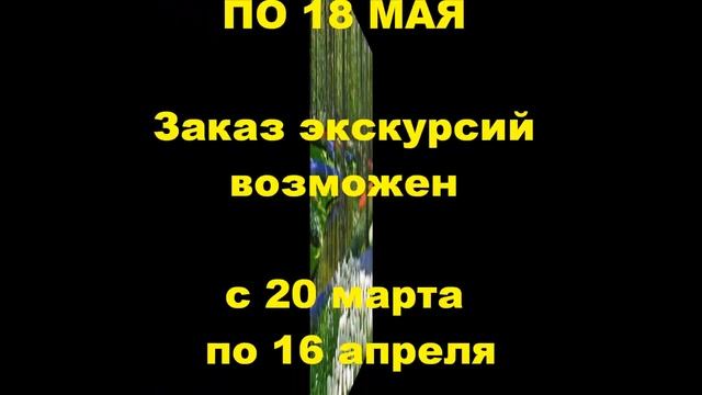 Тюльпаны - Нидерланды - Голландия