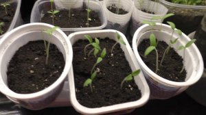 Дела житейские 17 марта 2021 года