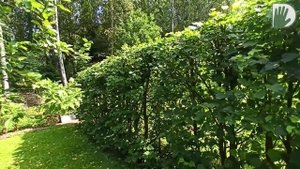 Видео журнал «Сады в отличной форме №88» Роскошный ПЛОДОВЫЙ САД и стильный ЦВЕТНИК в АВТОРСКОМ саду