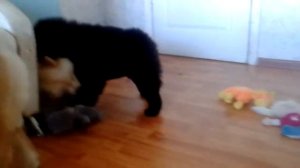 Чау чау 3 месяца