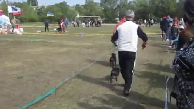 ягдтерьер ринг. Выставка клуб Аванта г.Кишинев.  Инди в смотреть онлайн