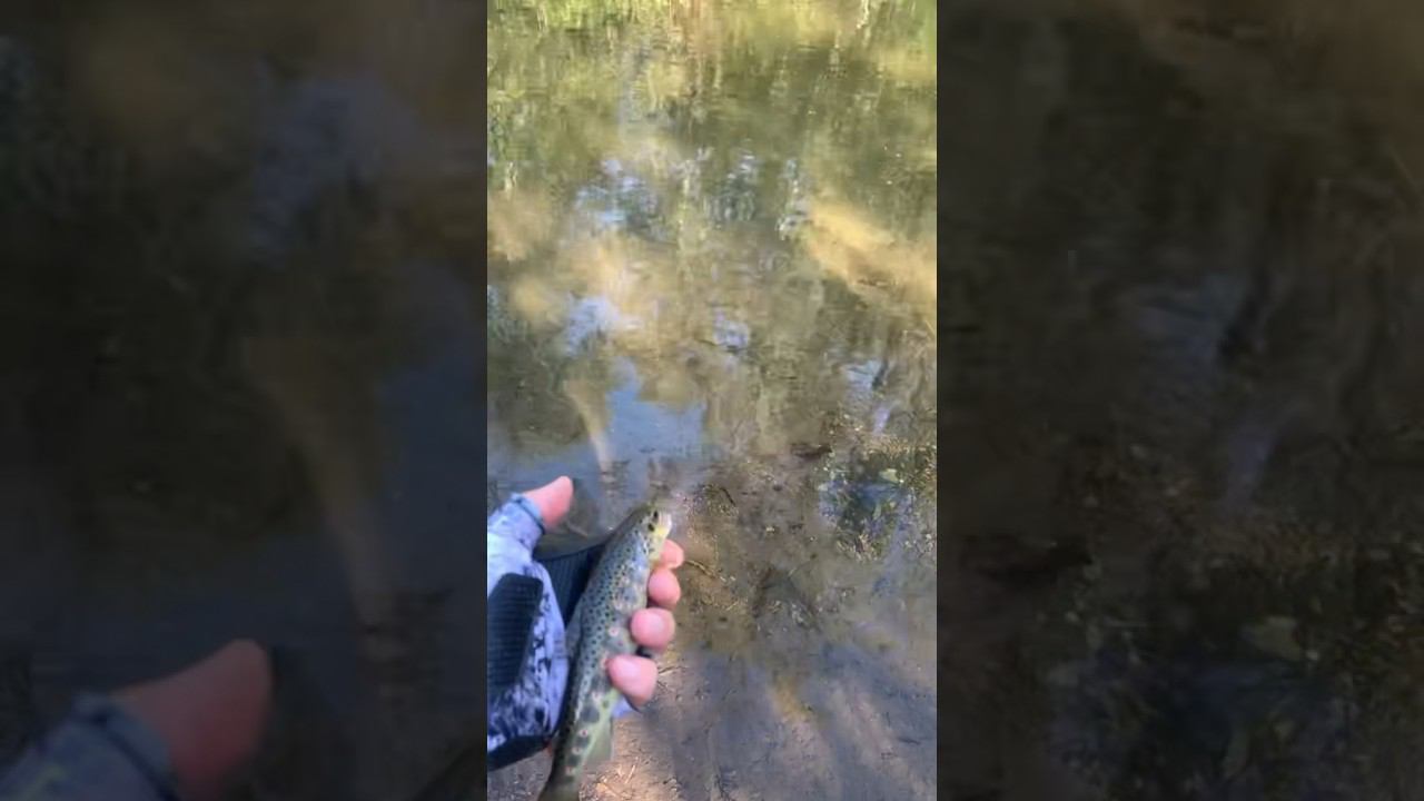 Ушла пятнистая #shorts #trout #troutfishing #форель #ловляфорели #поймалотпусти