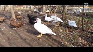 Обзор племенных семей мускусных уток//открыта запись на сезон 2022г.