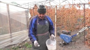 Посадка озимого чеснока от А до Я!