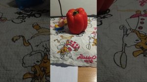 БОЛГАРСКИЙ ПЕРЕЦ,БОЛГАРИН и ПОДВОДНАЯ ЛОДКА