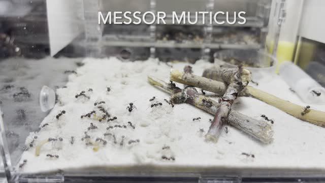 Messor muticus (structor) охота на знахаря или белковый флекс