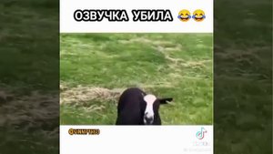 смех.