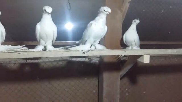 Узбекские голуби гулбадамы смотреть онлайн