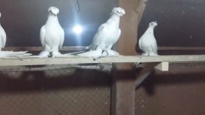 Узбекские голуби гулбадамы