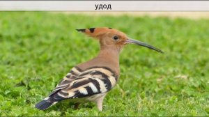 Сборник Голоса и Звуки животных, зверей, птиц, насекомых и машинок | 5 часов развивающее видео