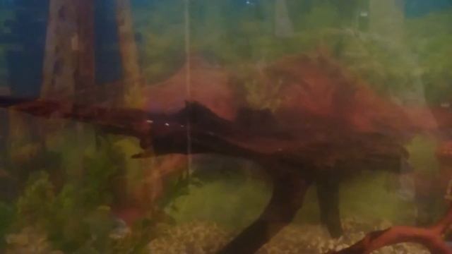 Запуск 100 литрового аквариума и немного предыстории смотреть онлайн