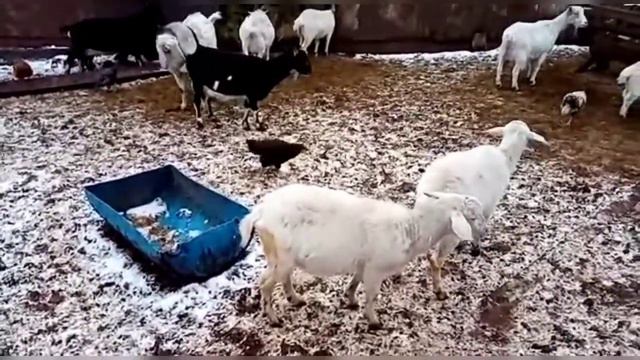 РАБОТА НА ДАЧЕ💪/КОЗЫ🐐/ГУСИ🐓/УЖИН "ИЗ ПОСЛЕДНИХ СИЛ"😂