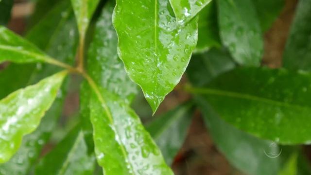 Azores - Graciosa Island? смотреть онлайн