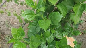 Комнатные гибискусы в открытом грунте