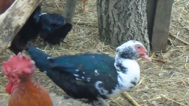 Разведение мускусных уток. С чего начать? смотреть онлайн