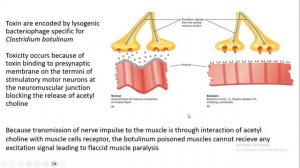 Bacterial toxins