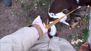 Метис Амстаффтерьера и дворняги / Metis Amstaff Terrier and mongrels