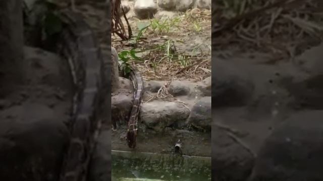A Big Python Snake ????
