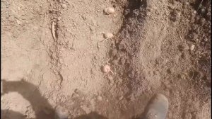 Посадка картофеля мотоблоком