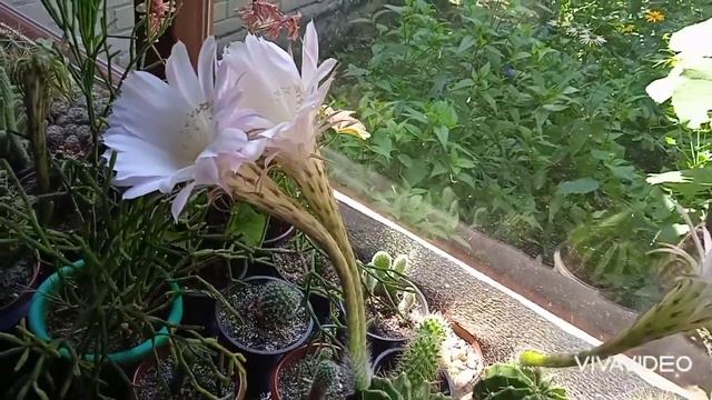 Цветение кактуса эхинопсиса.🏜️🤠✨ смотреть онлайн