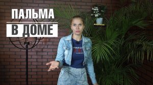 Как правильно ухаживать за большой пальмой