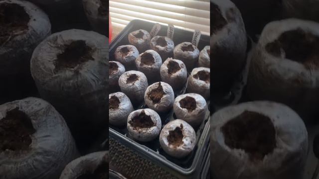 Starting to Plant for Spring 2021 смотреть онлайн