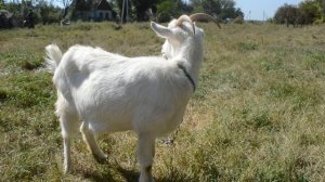 Красивая белая козочка Козочка кушает травку