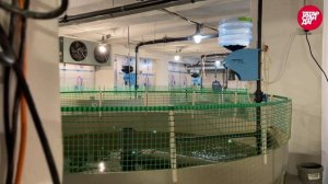 Татарская икра. Как добывают черную икру в Казани?