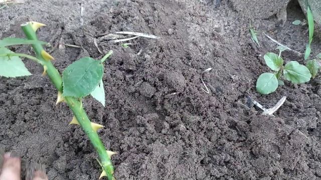 Летнее черенкование роз. Можно ли летом размножать розы черенкованием?