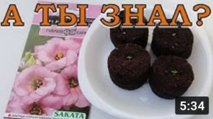 ЭУСТОМА - выращиваем королеву букетов!???