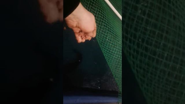 Вечернее кормление сомиков смотреть онлайн