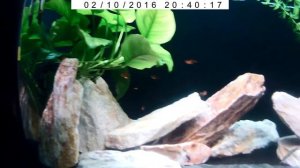 оформление аквариума для цихлид Ювель Рио-180