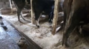 Обзор мини фермы КРС строительство  лето- осень 2020 г.