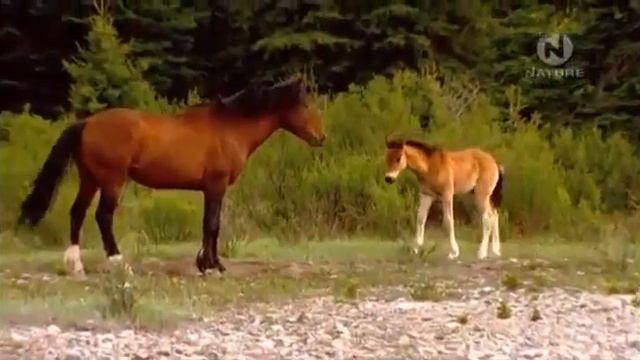 Животный мир Канадские дикие лошади