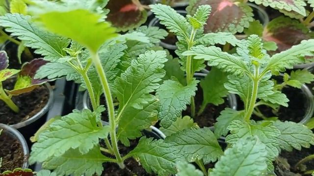 УКОРЕНЯЕТСЯ ЛИ ВЕРБЕНА НА СТЕЛЛАЖАХ? смотреть онлайн