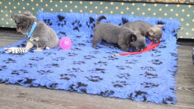 Щенки чихуахуа.Питомник Валентра Стар смотреть онлайн