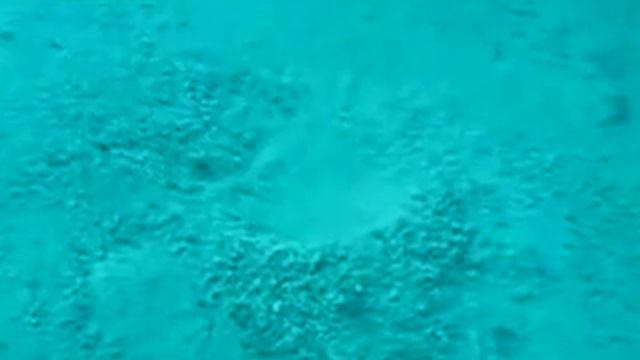 Прикольное Растение смотреть онлайн