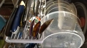 105. Посудомоечная машина Waissgauff  Первый запуск от А до Я