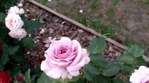 Английская роза Юстасия Вэй....