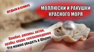 ЕГИПЕТ МОЛЮСКИ  И РАКУШКИ Красного моря ( лямбис, рапаны, хитон, крабы, каури).mp4