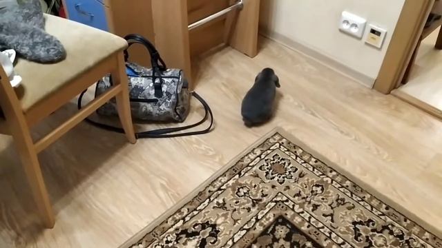 Кролик гуляет по квартире впервые/Как мы назвали кролика? смотреть онлайн